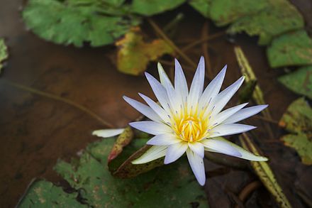 BlueLotus